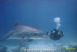 Dive with the Dolphin by Hansruedi Wuersten 